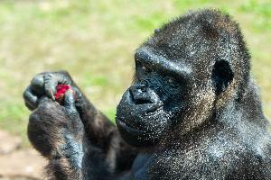 Eine Patenschaft für eine Gorilla-Uroma